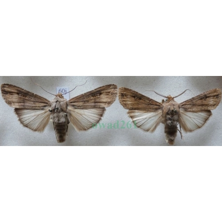 Agrotis ipsilon (Hufnagel, 1766) pair Rolnica gwoździarka Czech60j